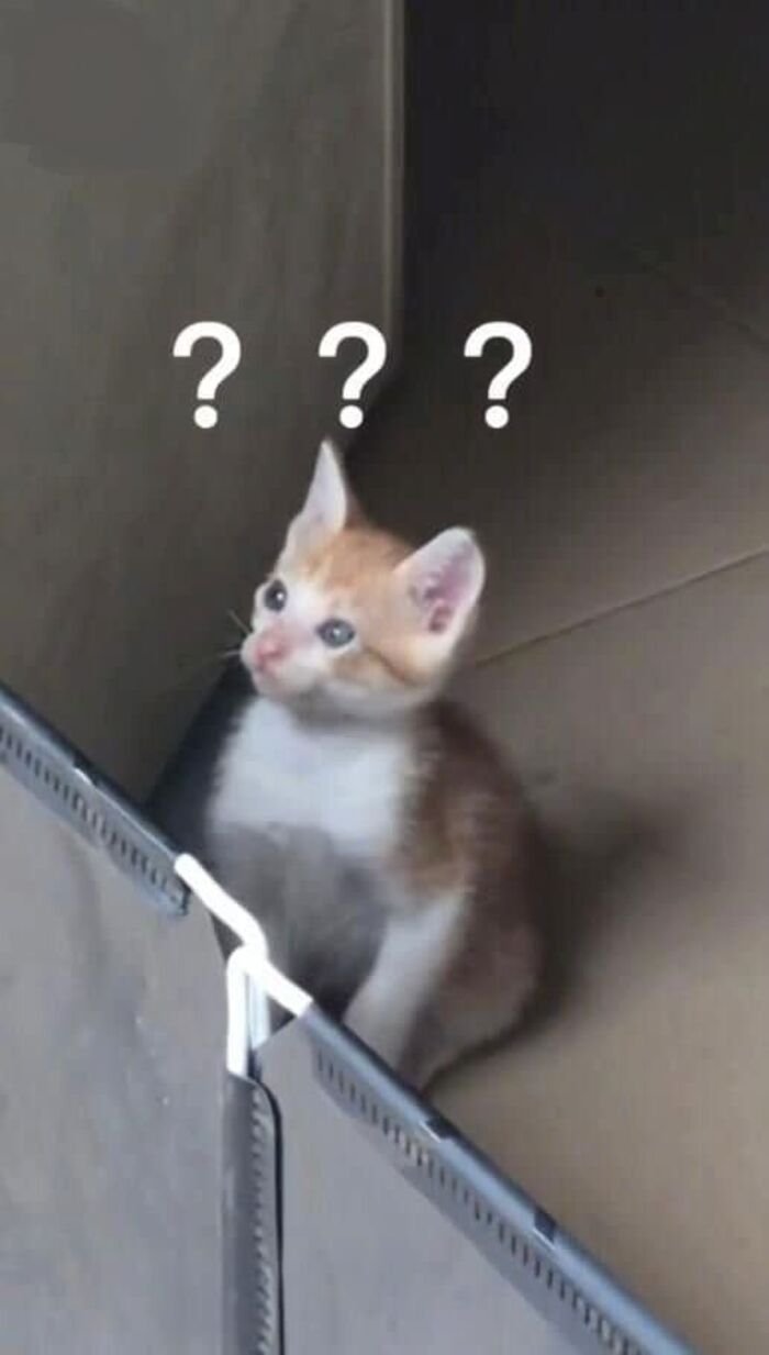 meme hỏi chấm con mèo