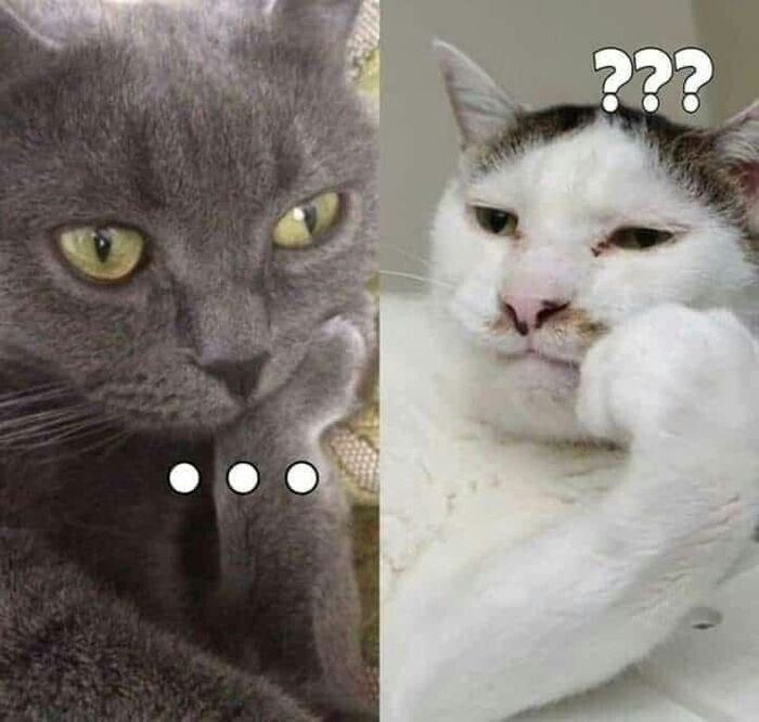 meme hỏi chấm mèo bựa