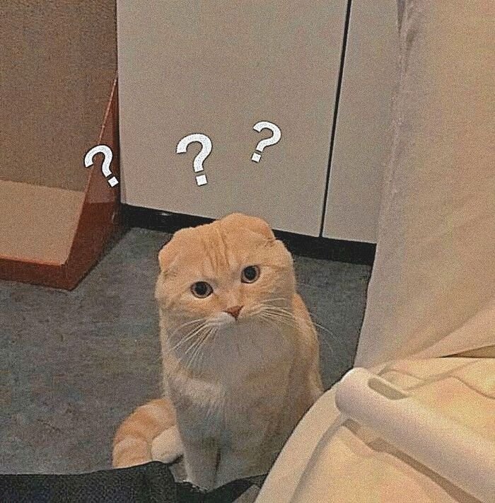 meme hỏi chấm mèo hài