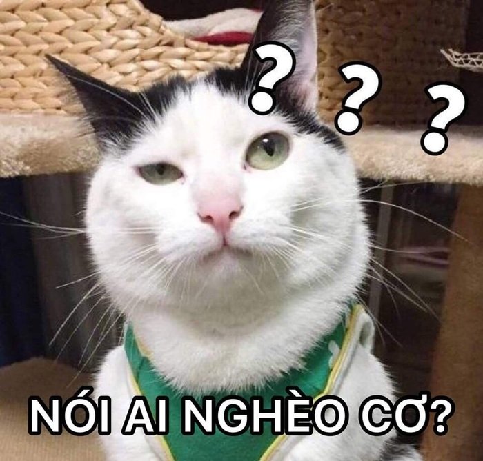 meme hỏi chấm mèo