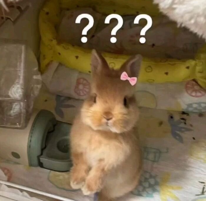 meme hỏi chấm thỏ xinh