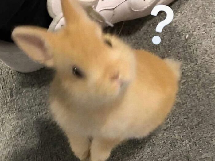 meme hỏi chấm thỏ