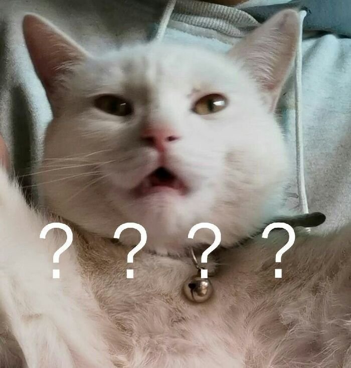 meme hỏi chấm