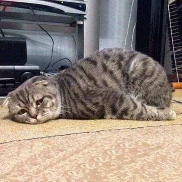 meme mệt mỏi mèo con