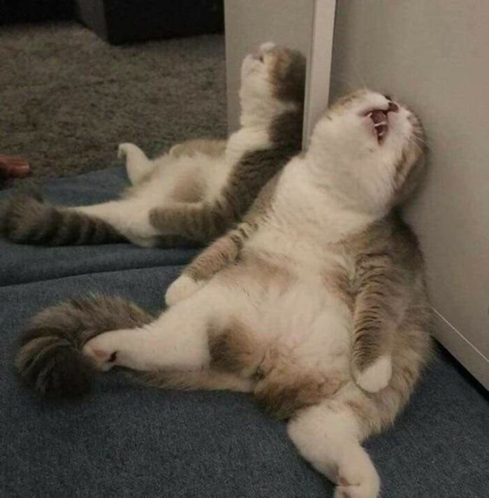 meme mệt mỏi mèo xinh