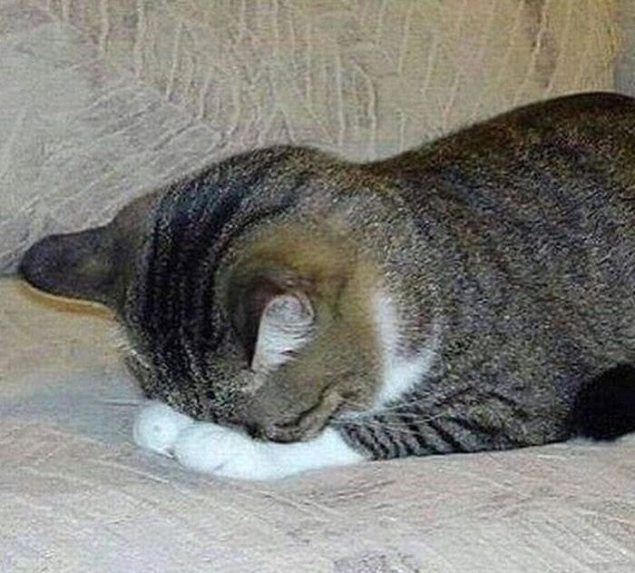 meme mệt mỏi mèo