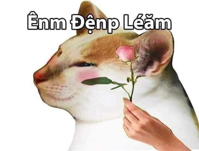 meme tình yêu mèo hài