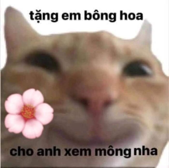 meme tình yêu mèo hoa