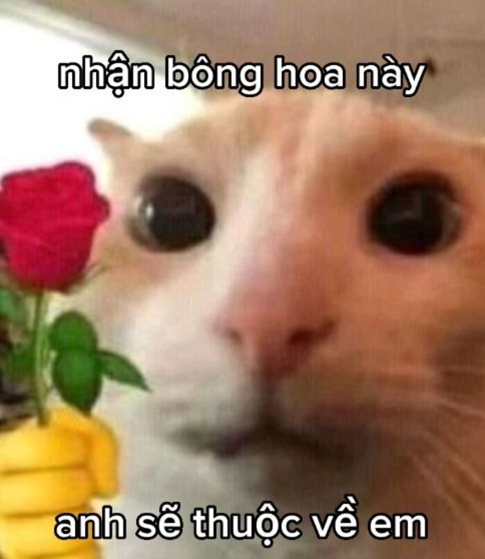 meme tình yêu mèo