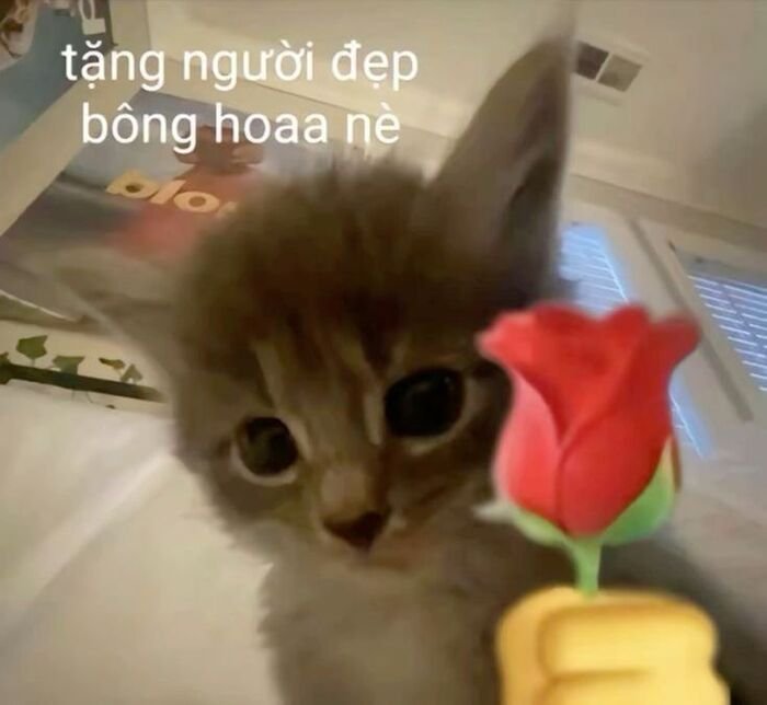 meme tình yêu