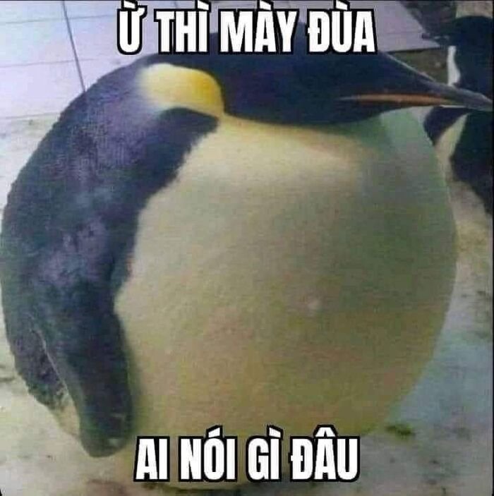 meme việt nam chim
