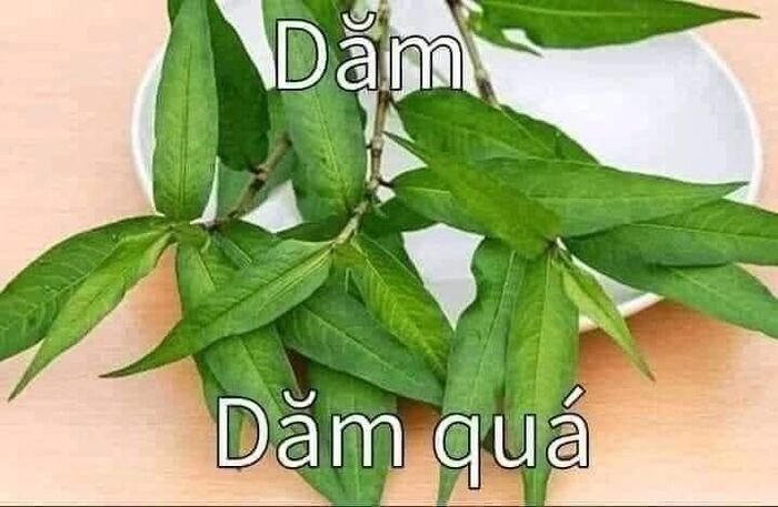 meme việt nam dăm
